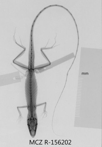 Media type: image;   Herpetology R-156202 Aspect: dorsoventral x-ray